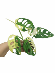 Monstera Adansonii Variegata