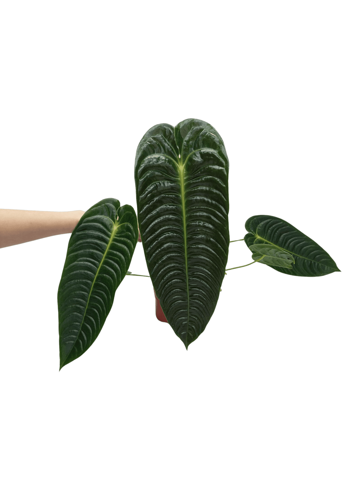 Anthurium Veitchii Narrow