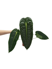 Anthurium Veitchii Narrow