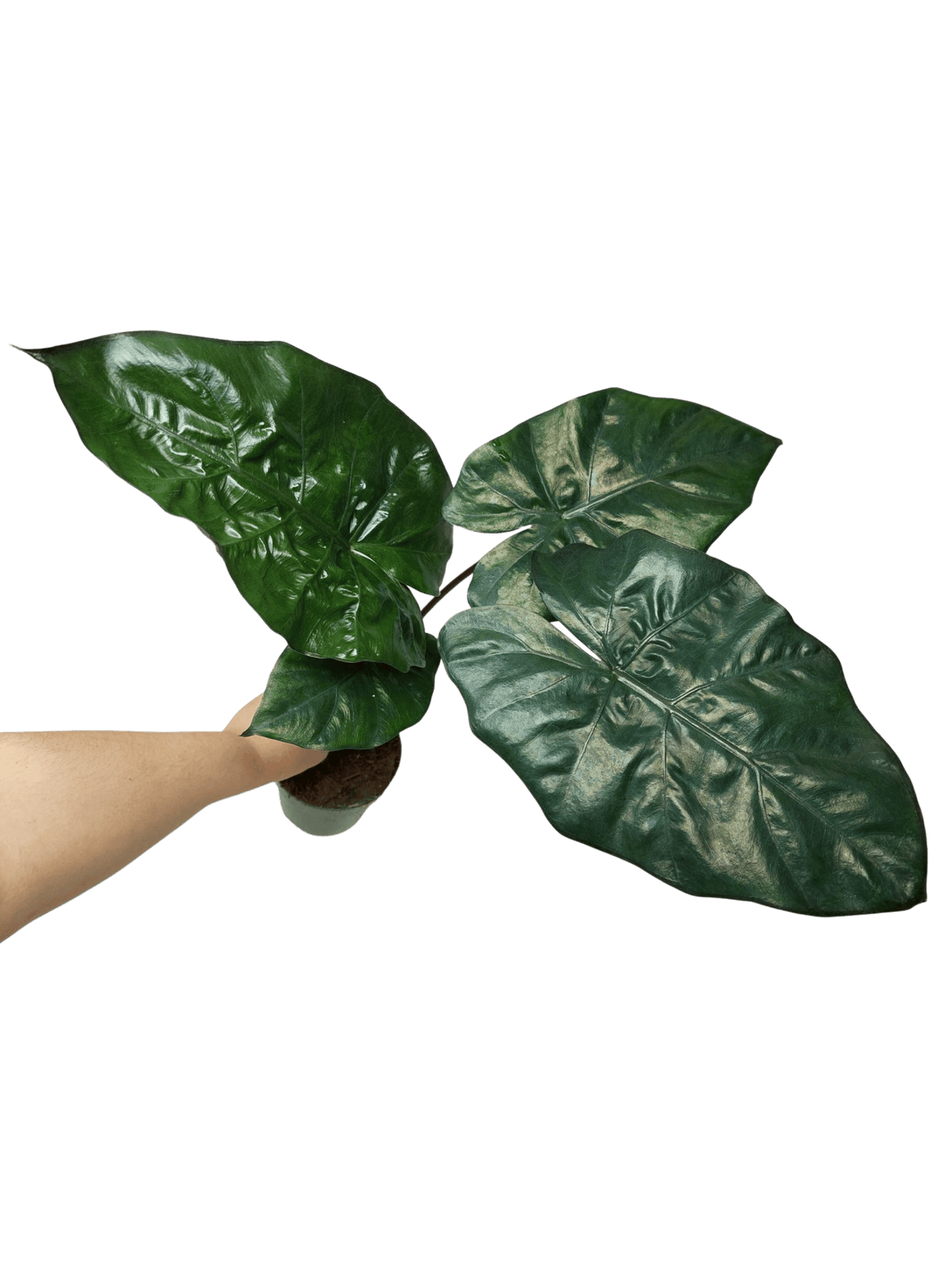 Alocasia Yucatan Princess