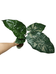 Alocasia Yucatan Princess