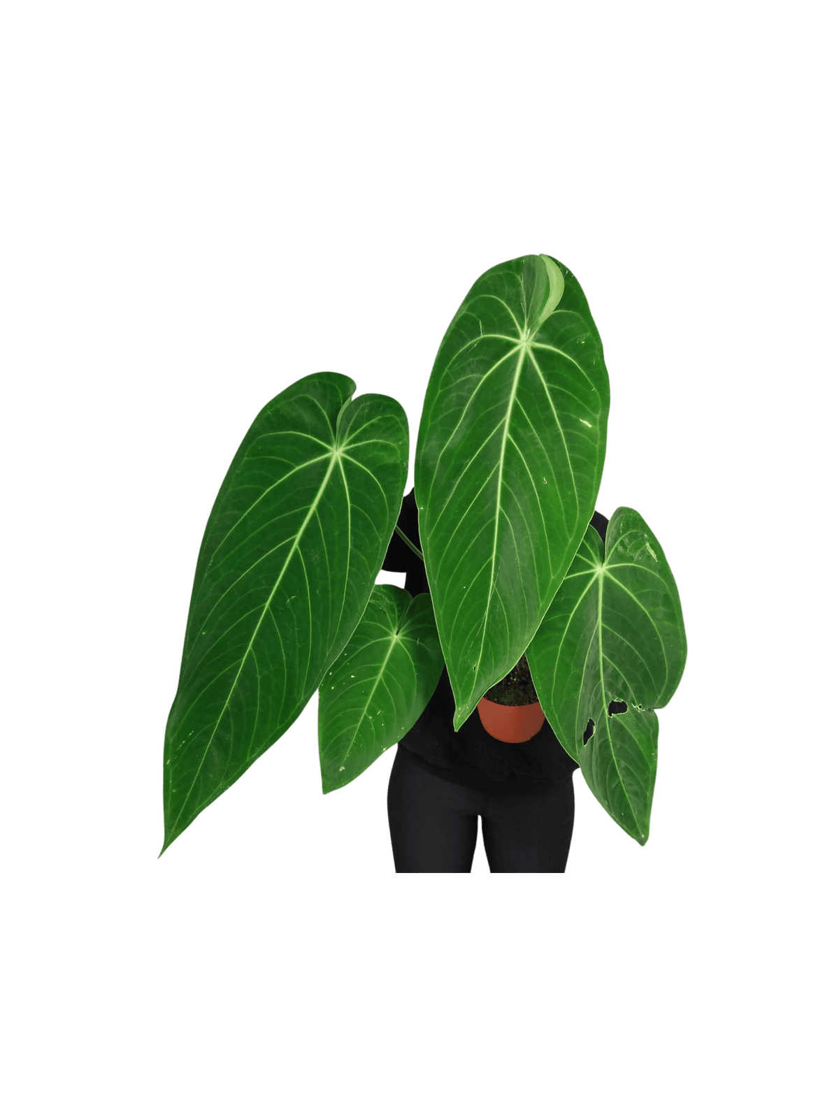 Anthurium Warocqueanum x Waterburyanum