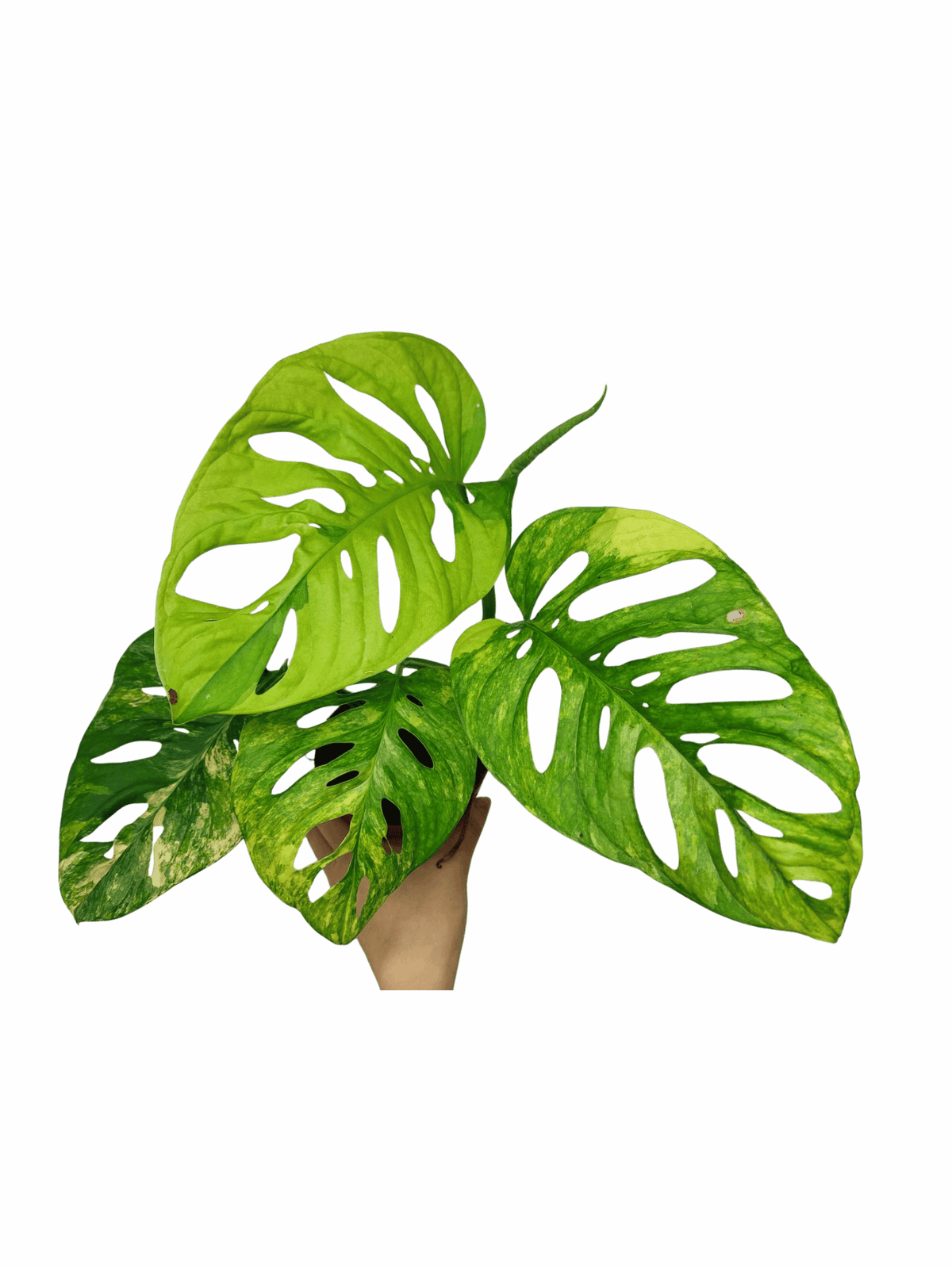 Monstera Adansonii Aurea