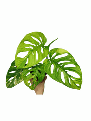 Monstera Adansonii Aurea
