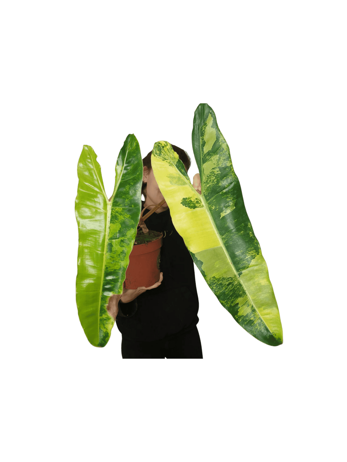 Philodendron Billietiae Variegata XXL