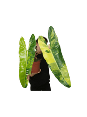 Philodendron Billietiae Variegata XXL