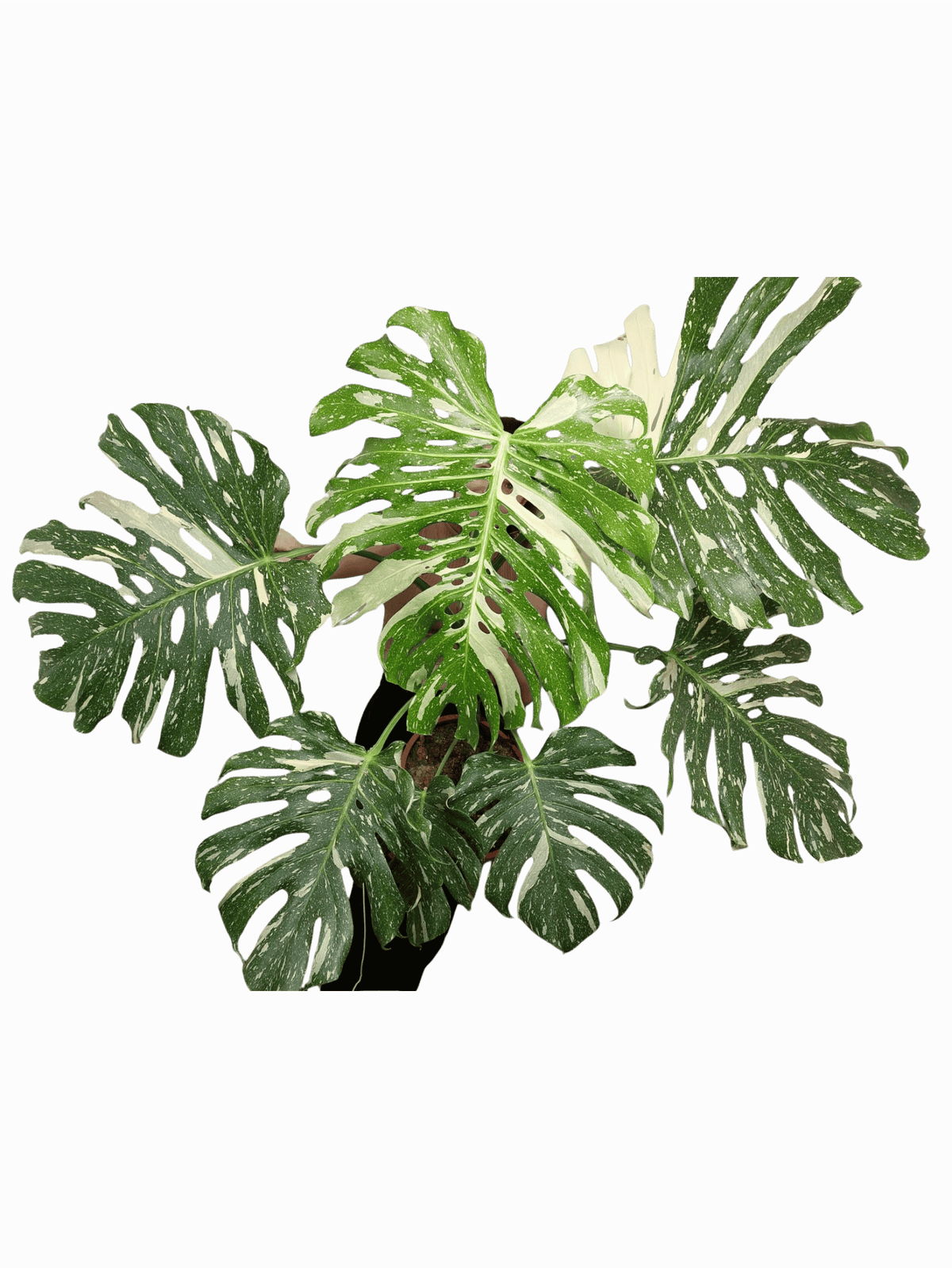 Monstera Thai Constellation XXL
