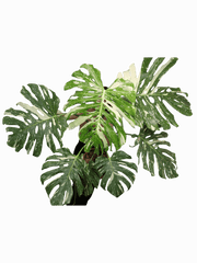 Monstera Thai Constellation XXL