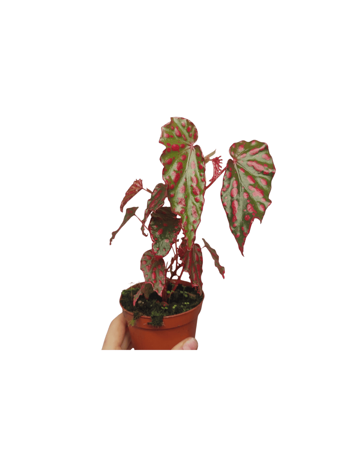 Begonia Pink Lady