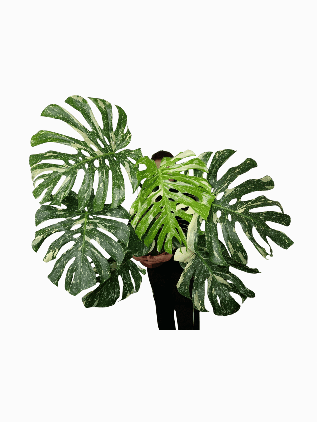 Monstera Thai Constellation XXL
