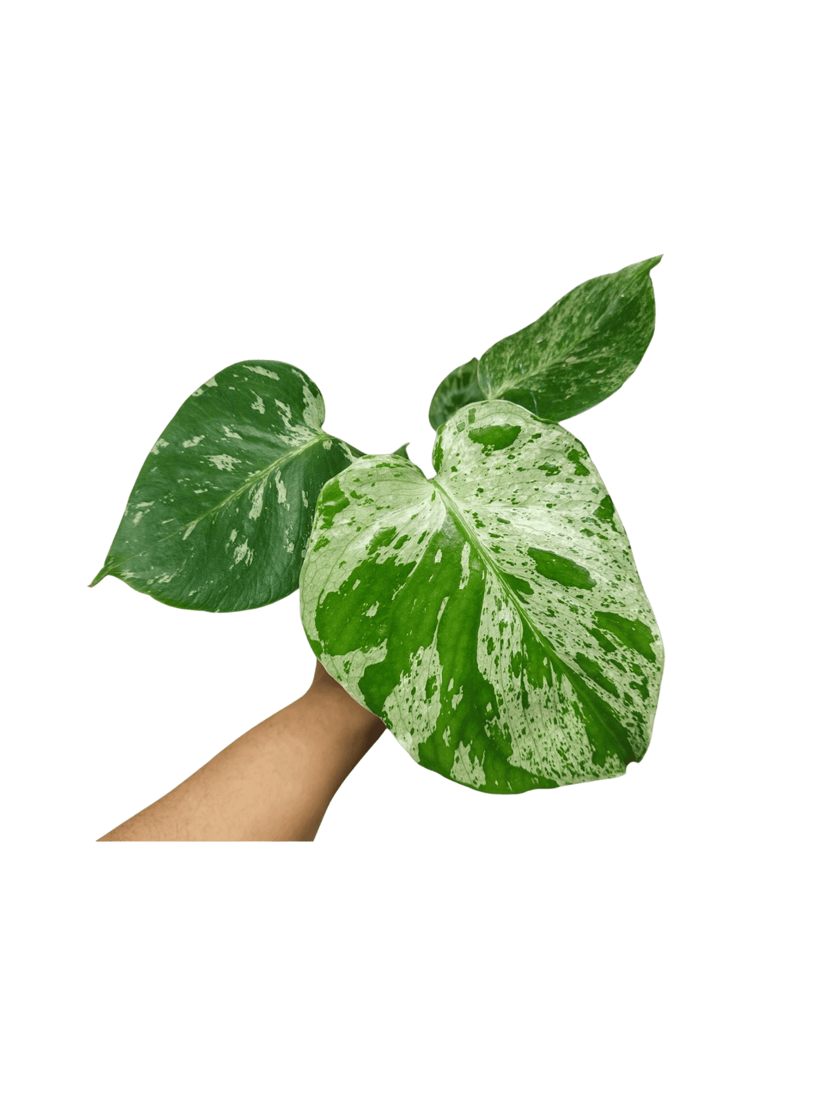 Monstera Bulbasaur (zum aussuchen)