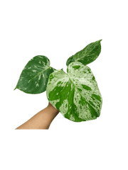 Monstera Bulbasaur (zum aussuchen)