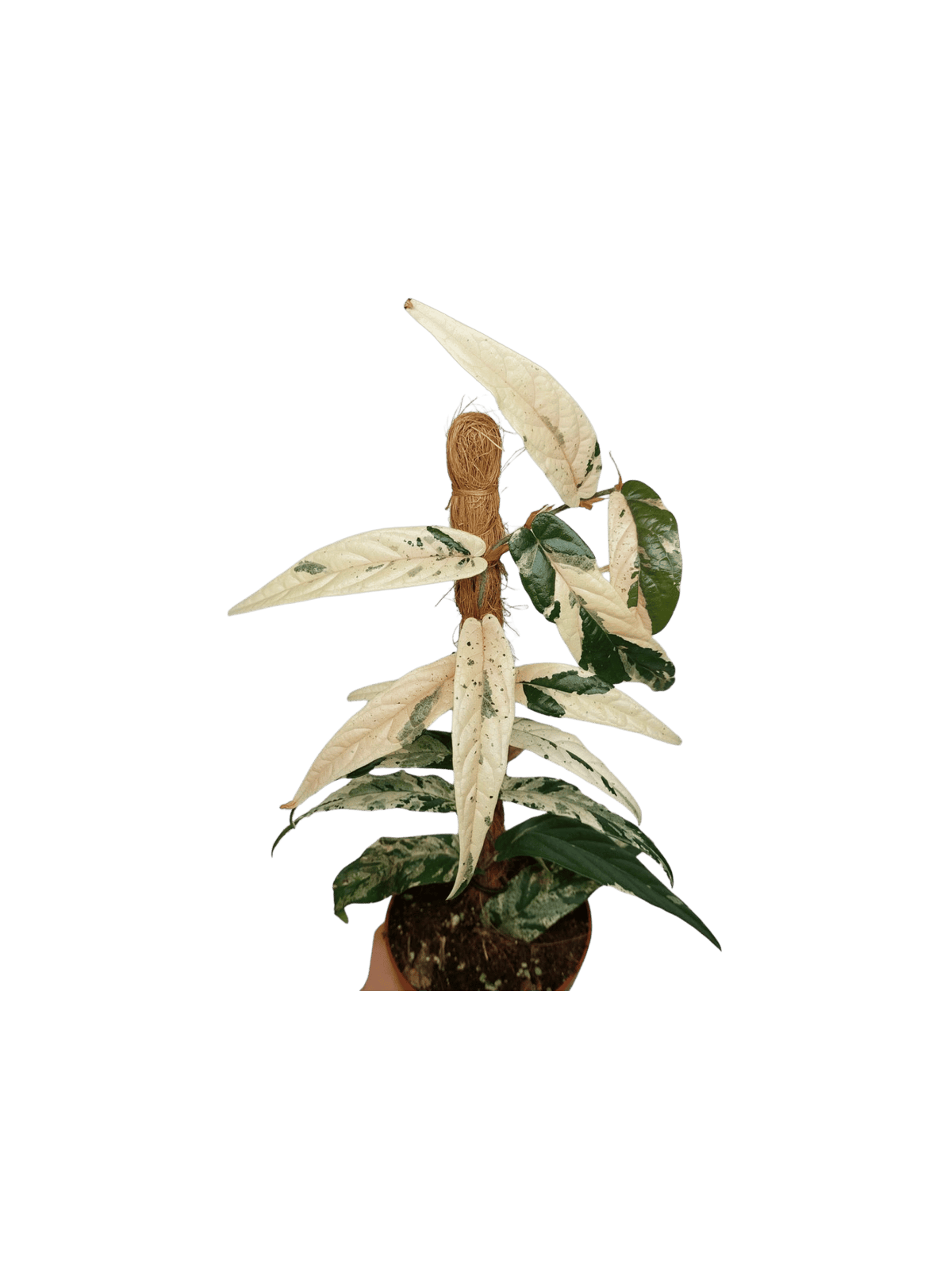 Ficus Sagittata Pink Variegata am Stab