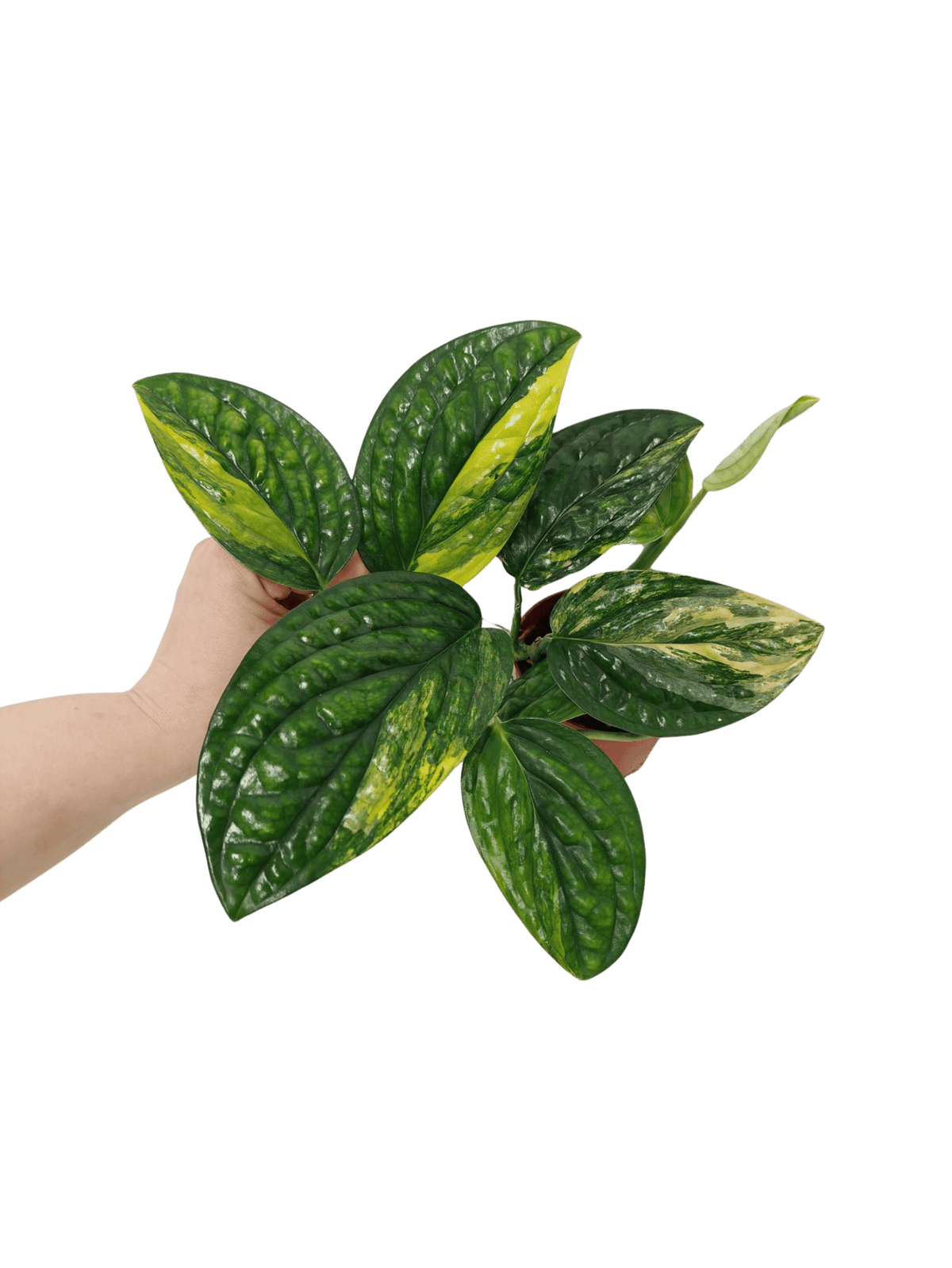 Monstera Karstenianum Peru Variegata