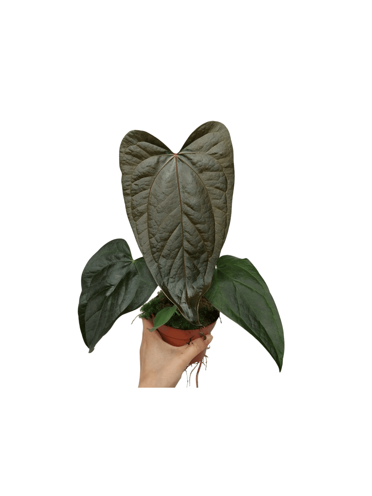 Anthurium Queen of Hearts