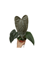 Anthurium Queen of Hearts