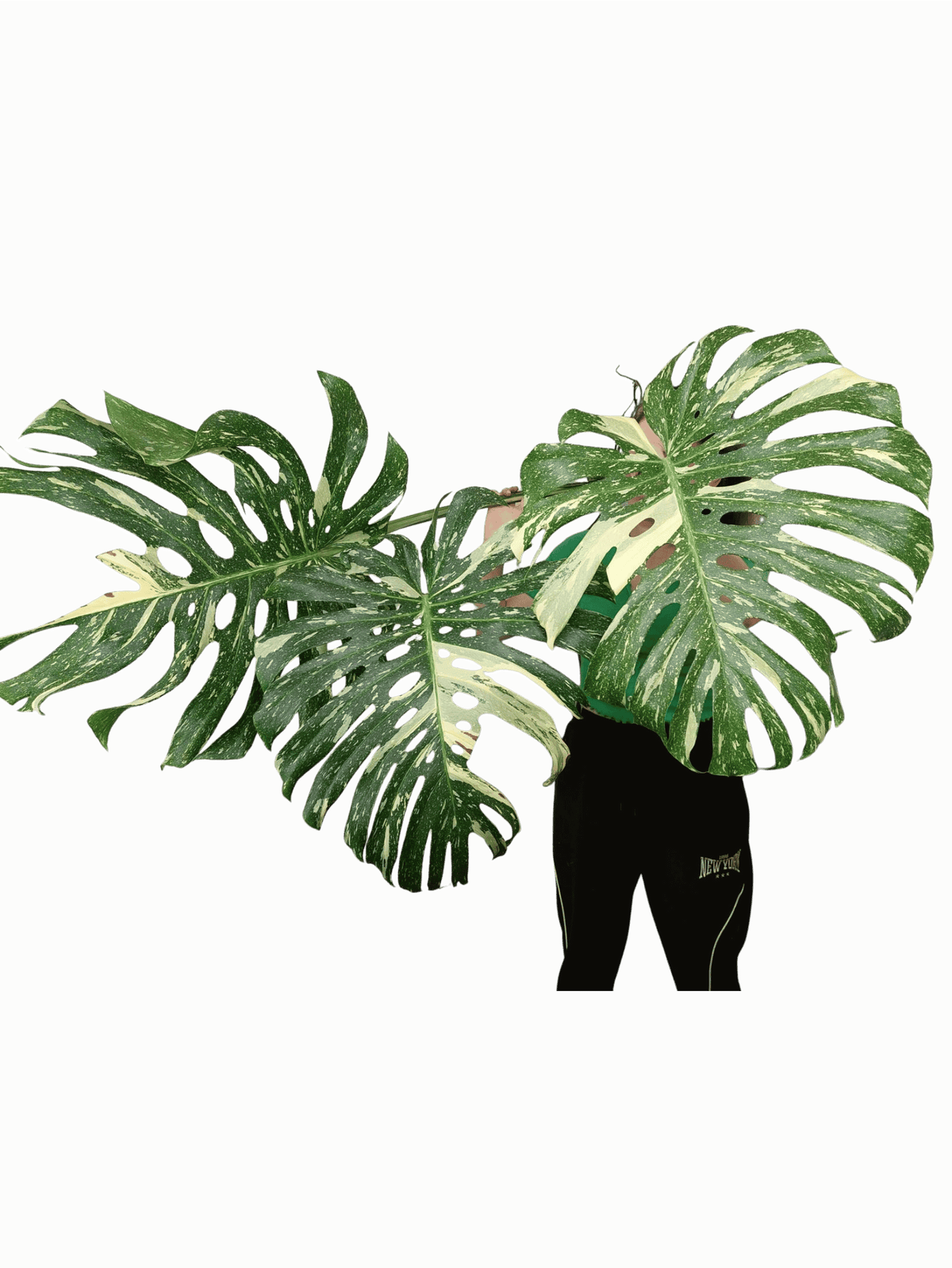 Monstera Thai Constellation XXL Steckling