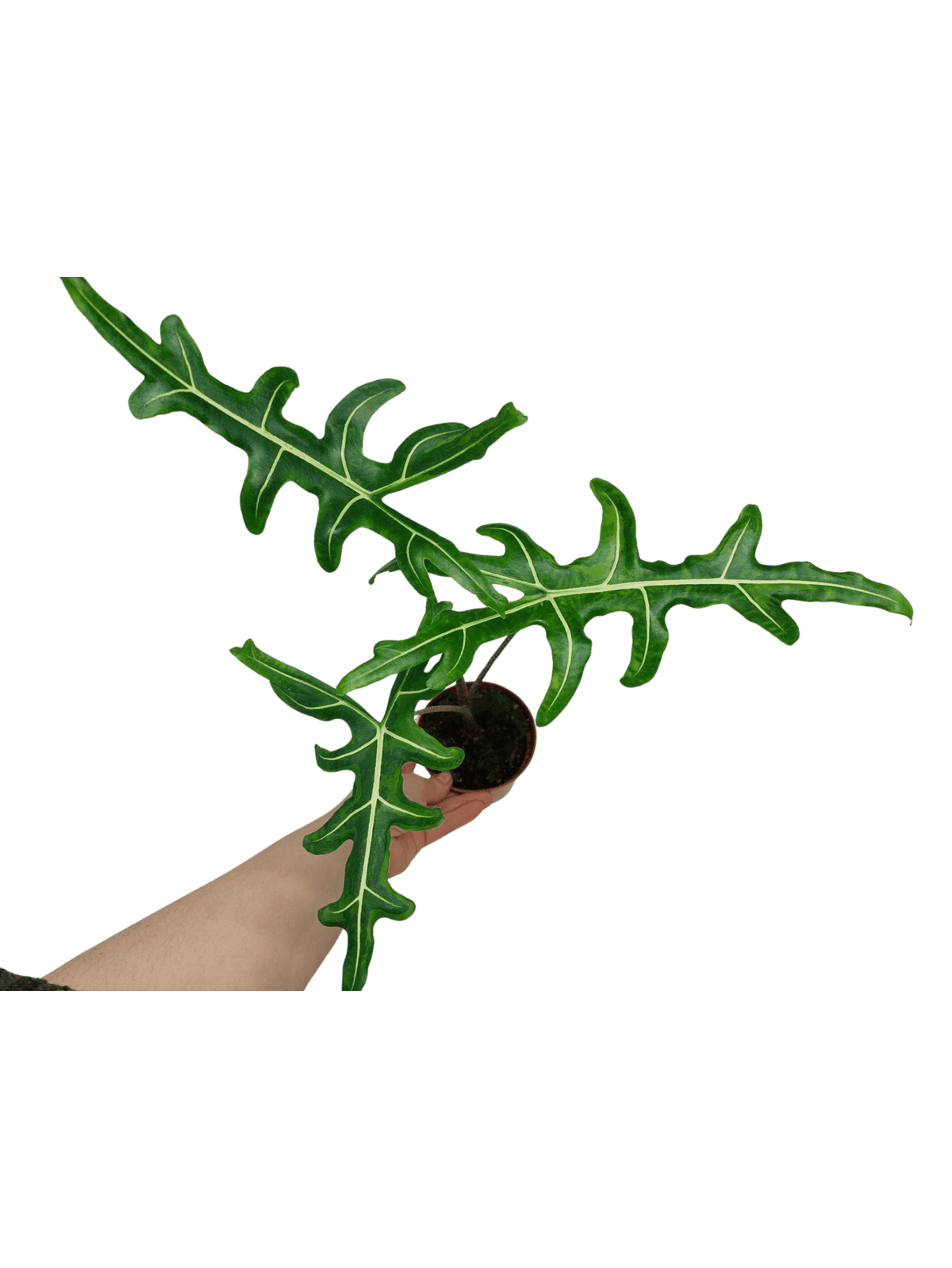 Alocasia Portei Green on Green Variegata