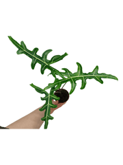 Alocasia Portei Green on Green Variegata