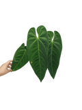 Anthurium Queremalense