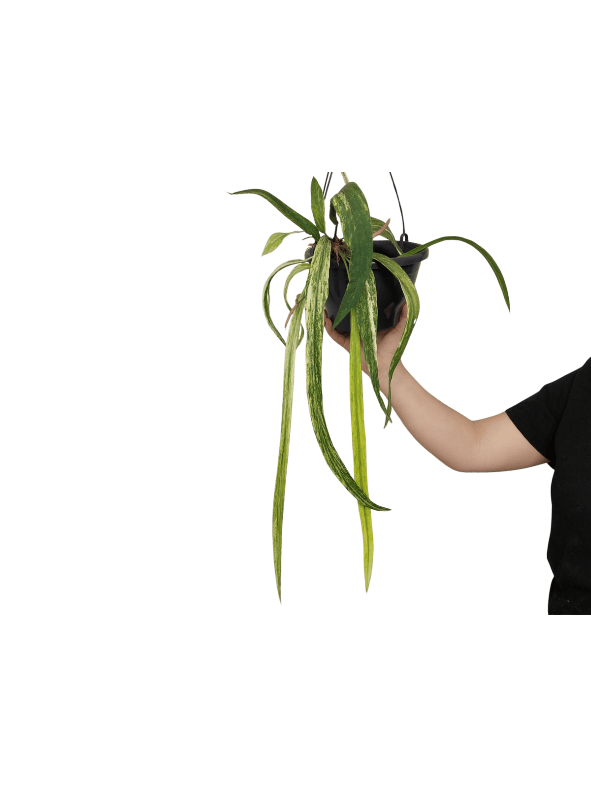 Anthurium Vittarifolium Aurea Variegata groß