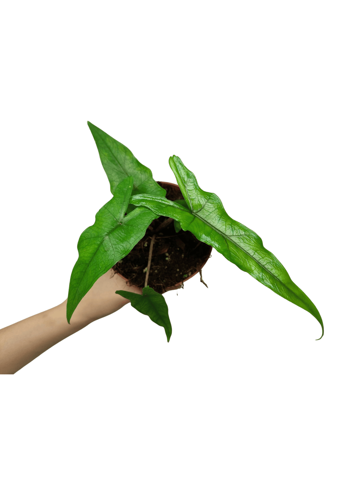 Alocasia Sabrina