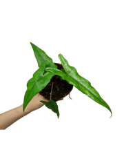 Alocasia Sabrina