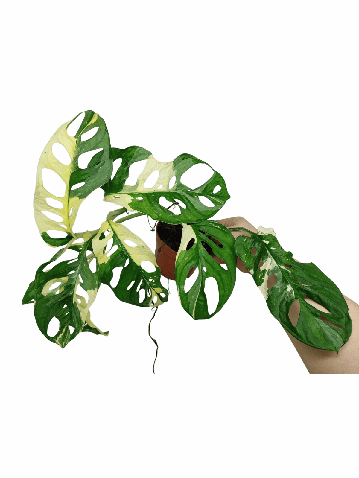 Monstera Adansonii Variegata