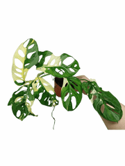 Monstera Adansonii Variegata