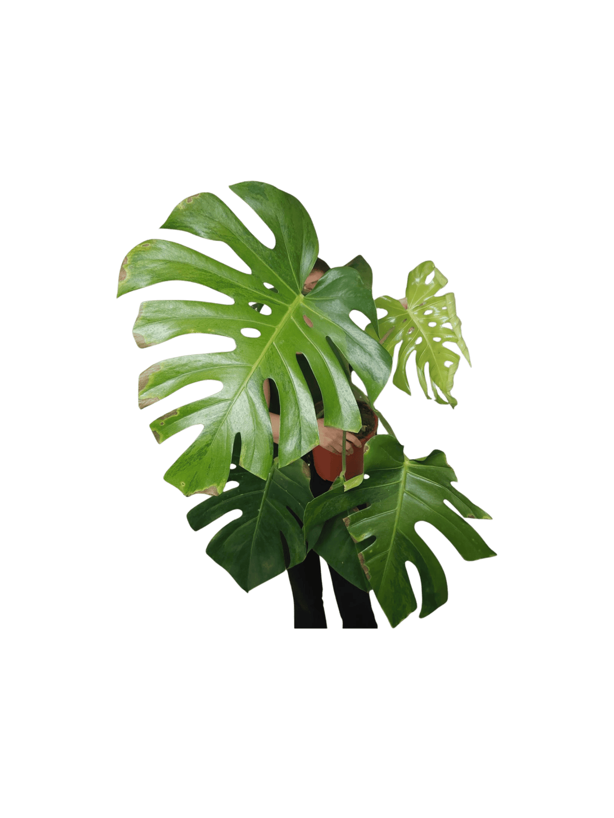 Monstera Green on Green
