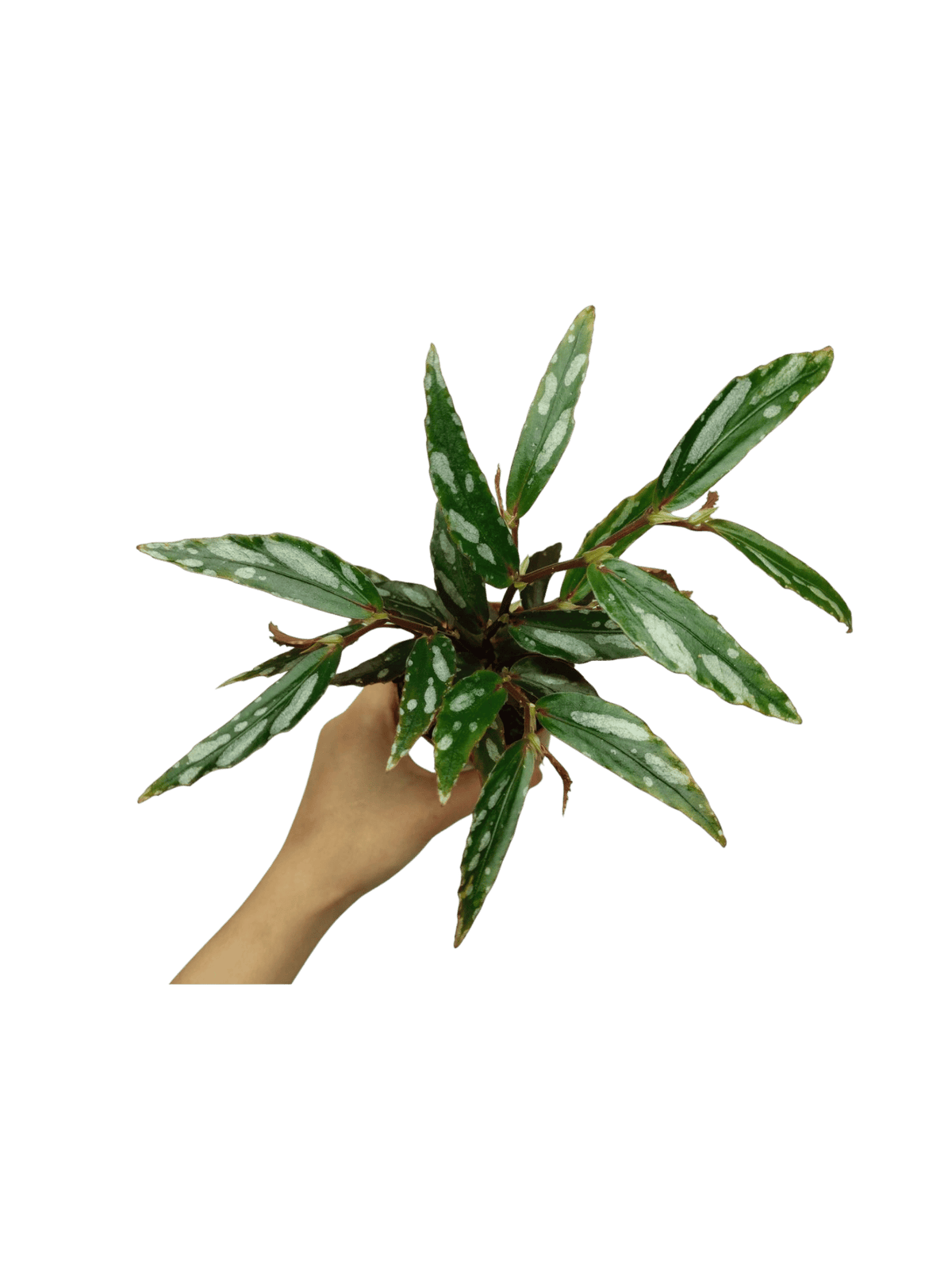Begonia Julau Type 2