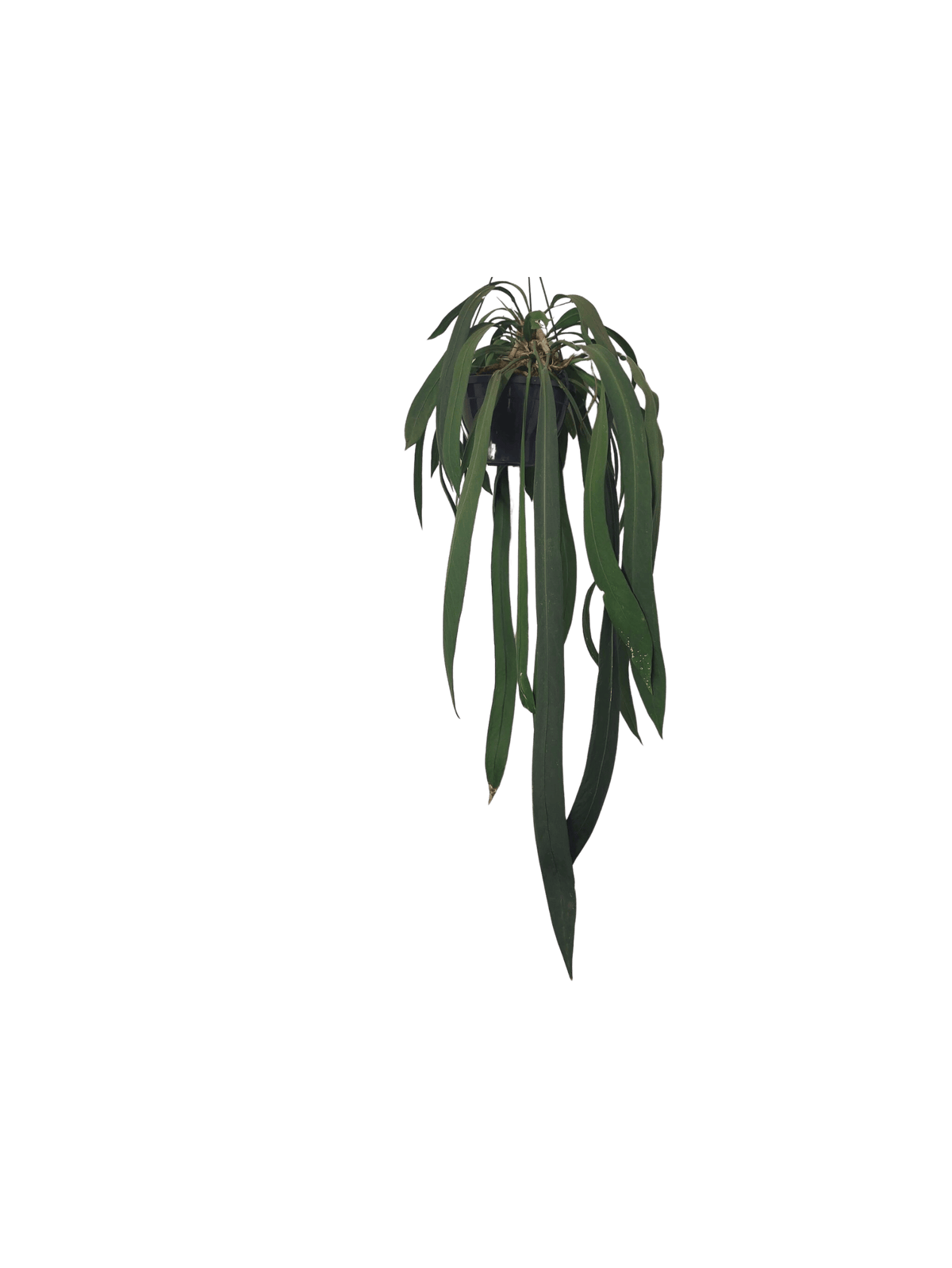 Anthurium Vittarifolium groß