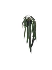 Anthurium Vittarifolium groß