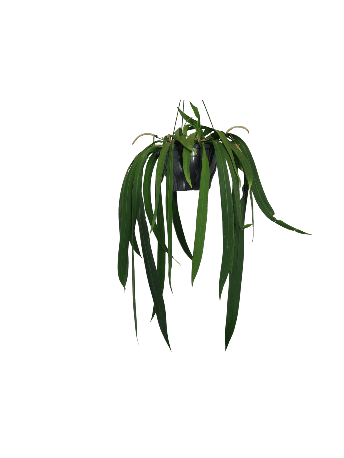 Anthurium Vittarifolium Groß
