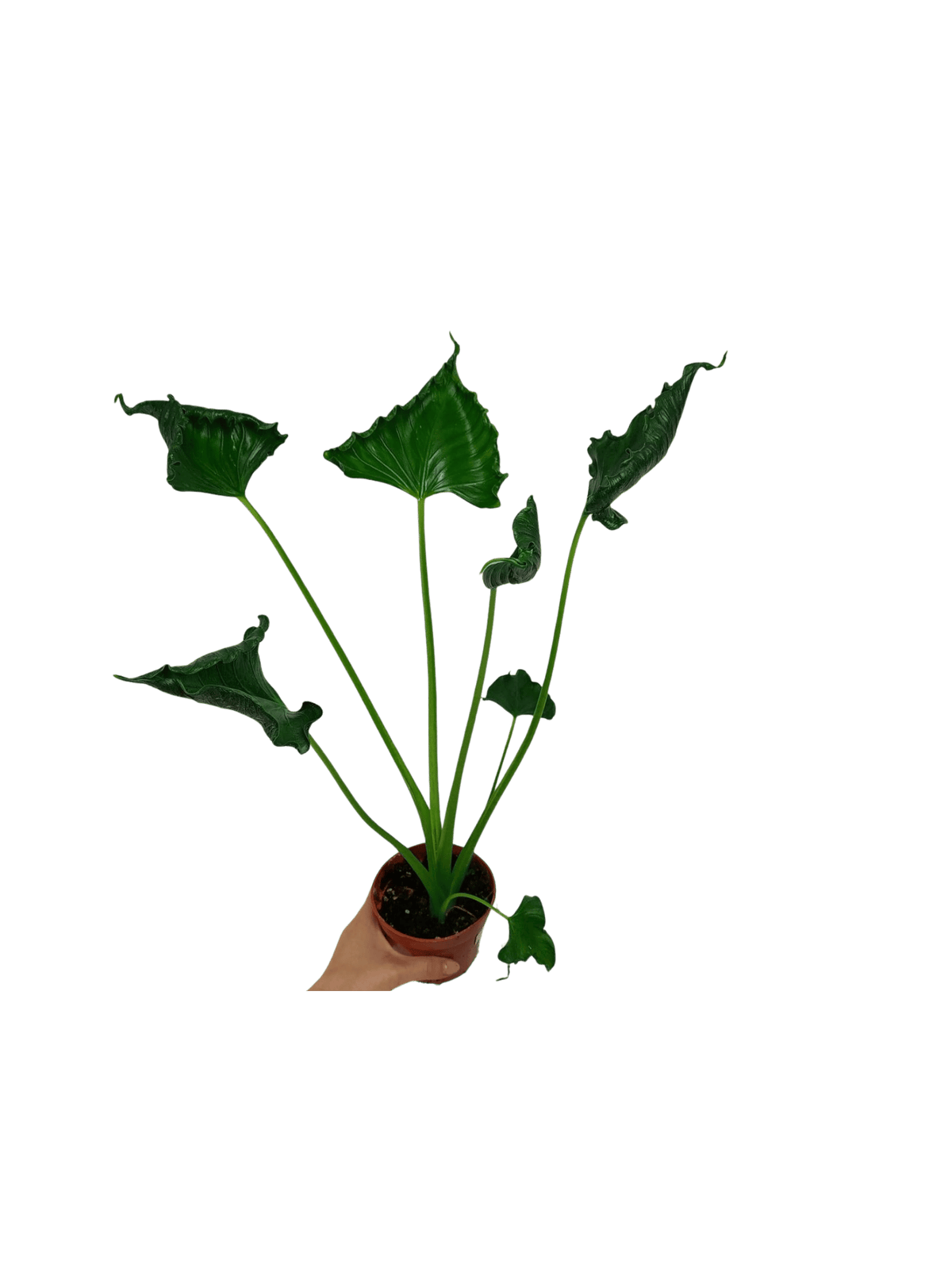 Alocasia Triangularis