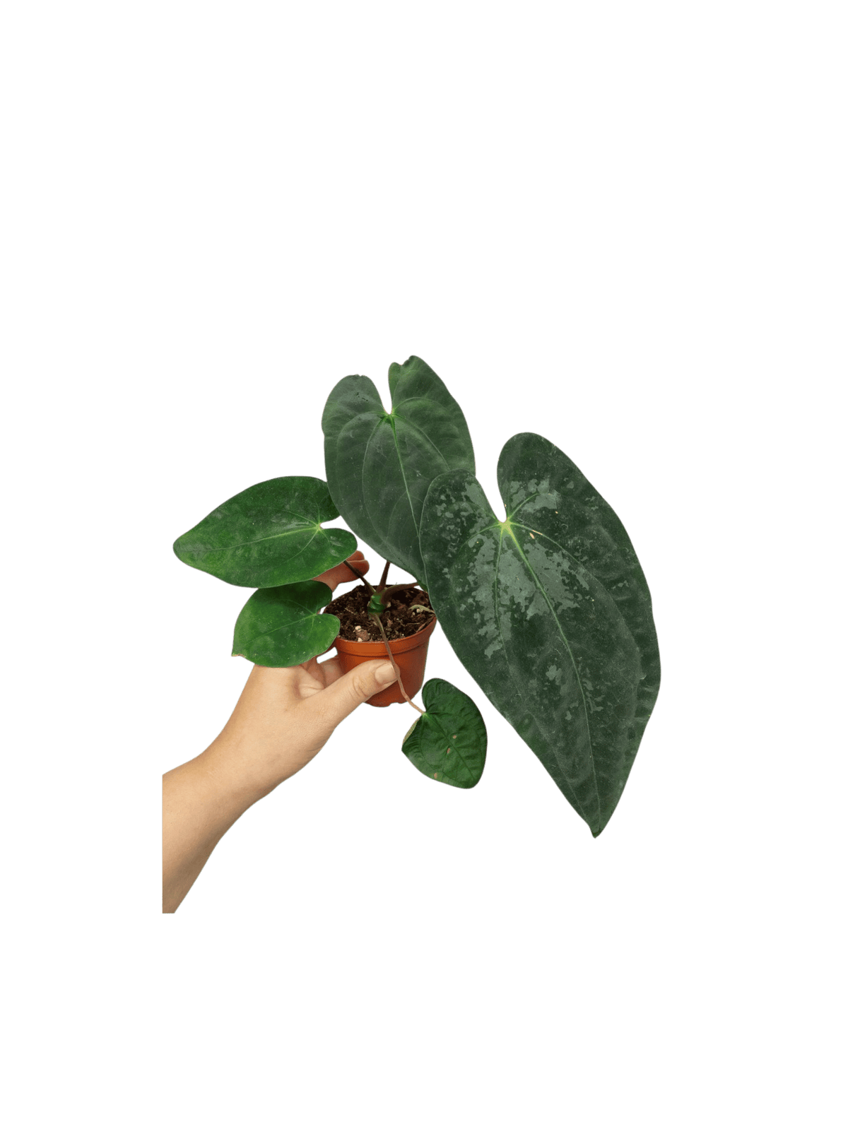 Anthurium Papillilaminum x Dressleri