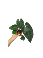 Anthurium Papillilaminum x Dressleri