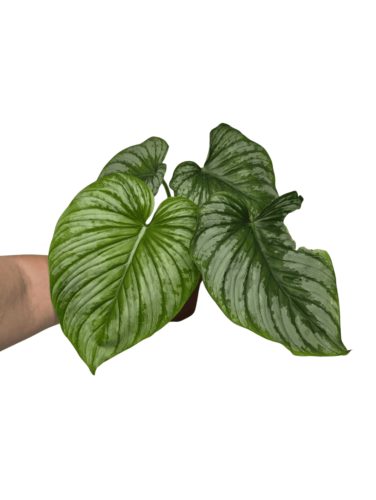 Philodendron Mamei 1