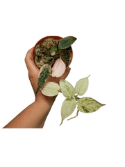 Philodendron Micans Pink Marble Variegata