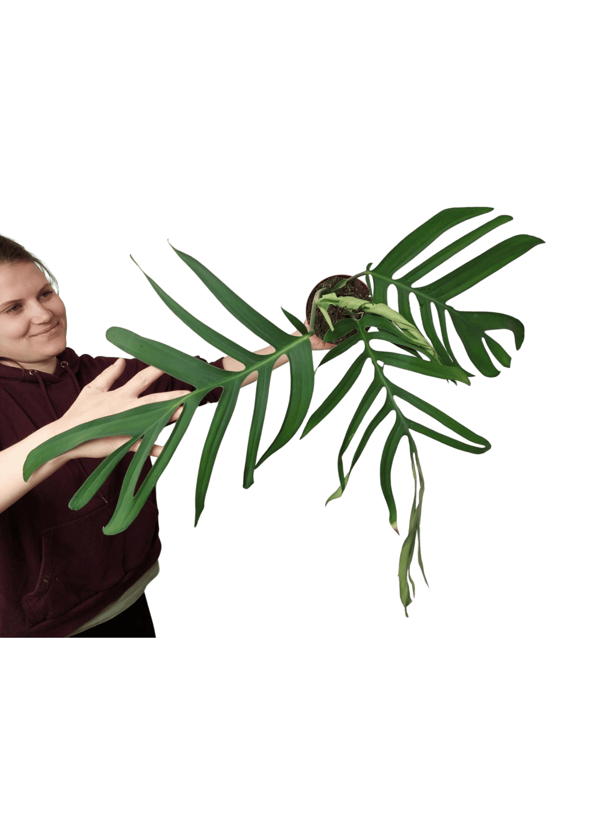 Monstera Croatii