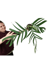 Monstera Croatii