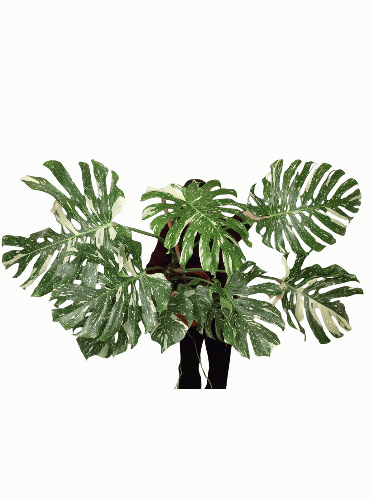 Monstera Thai Constellation XXL