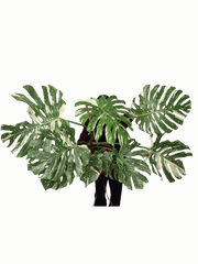 Monstera Thai Constellation XXL