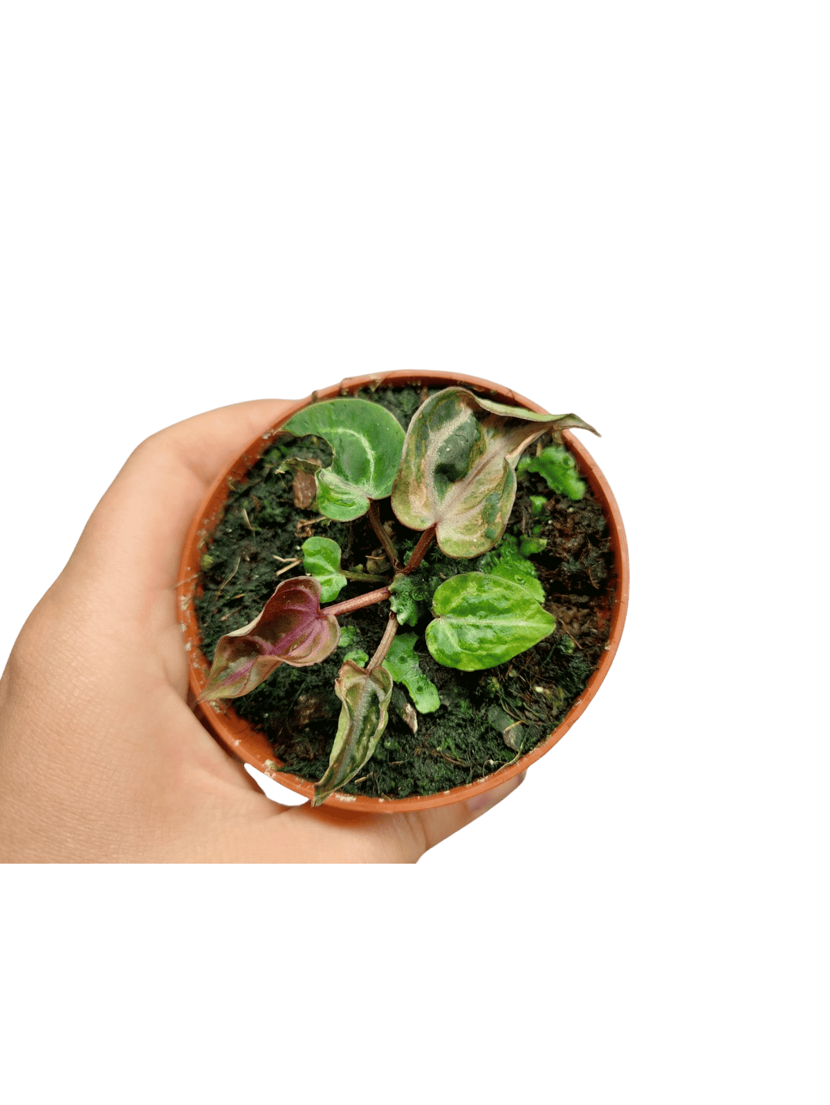 Anthurium Zara x Michelle X Red Crystallinum Variegata