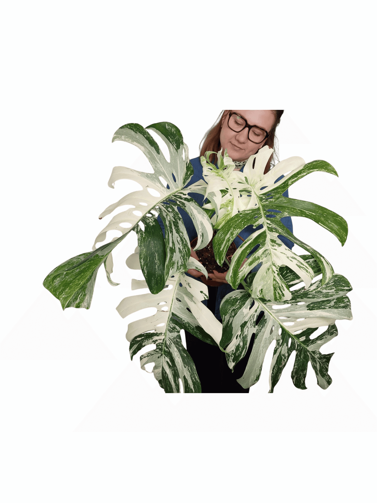 Monstera Variegata Adult