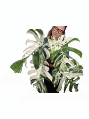 Monstera Variegata Adult