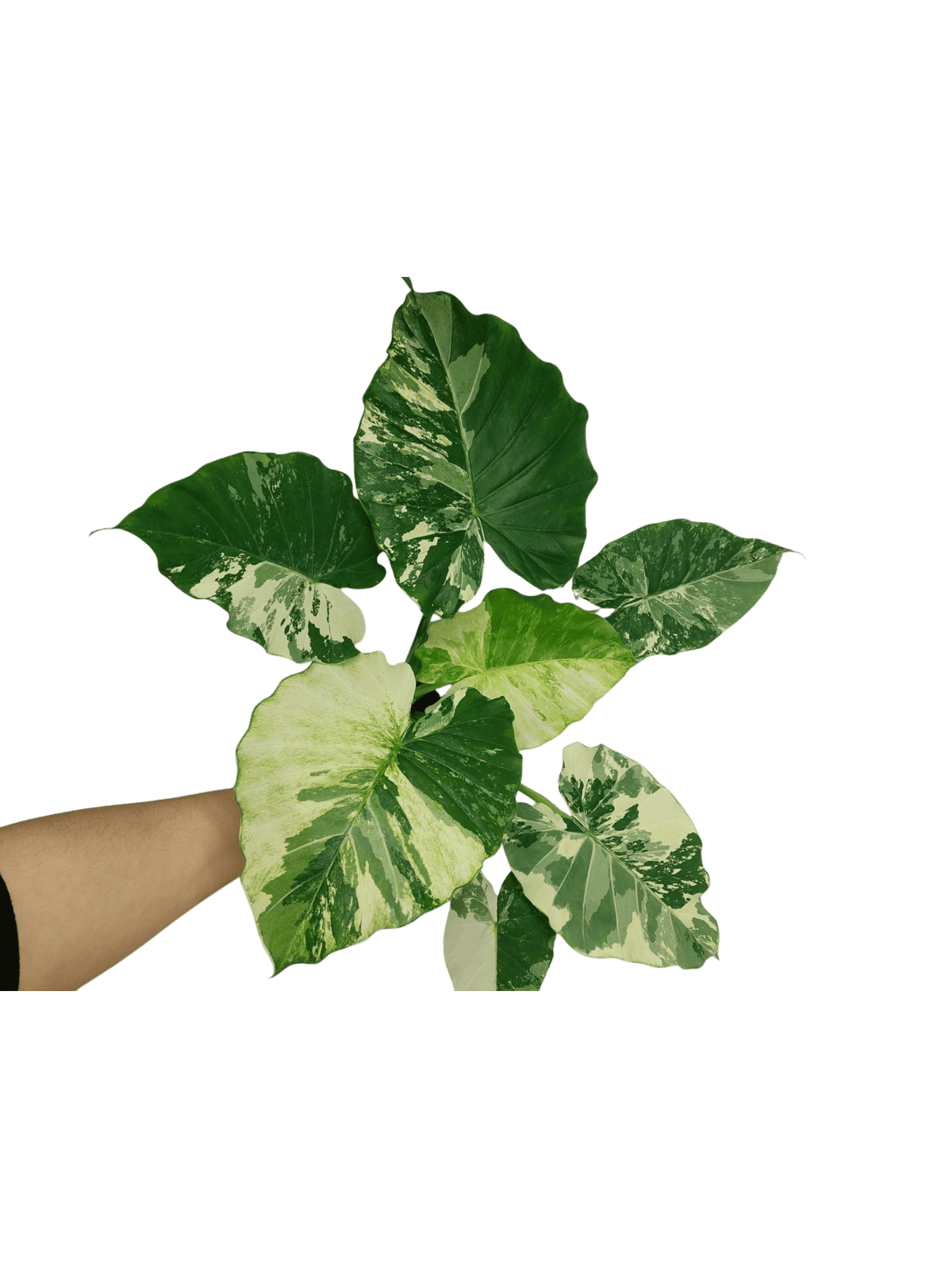 Alocasia Gageana Albo Variegata