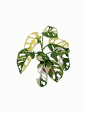 Monstera Adansonii Variegata