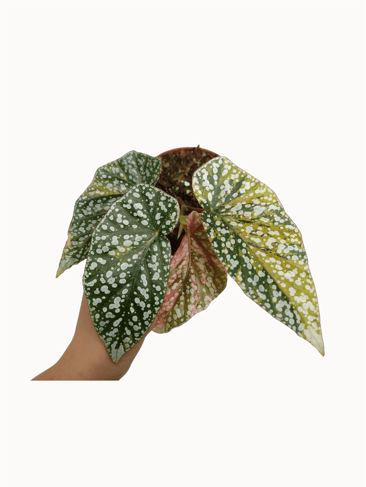 Begonia Snowcap Variegata