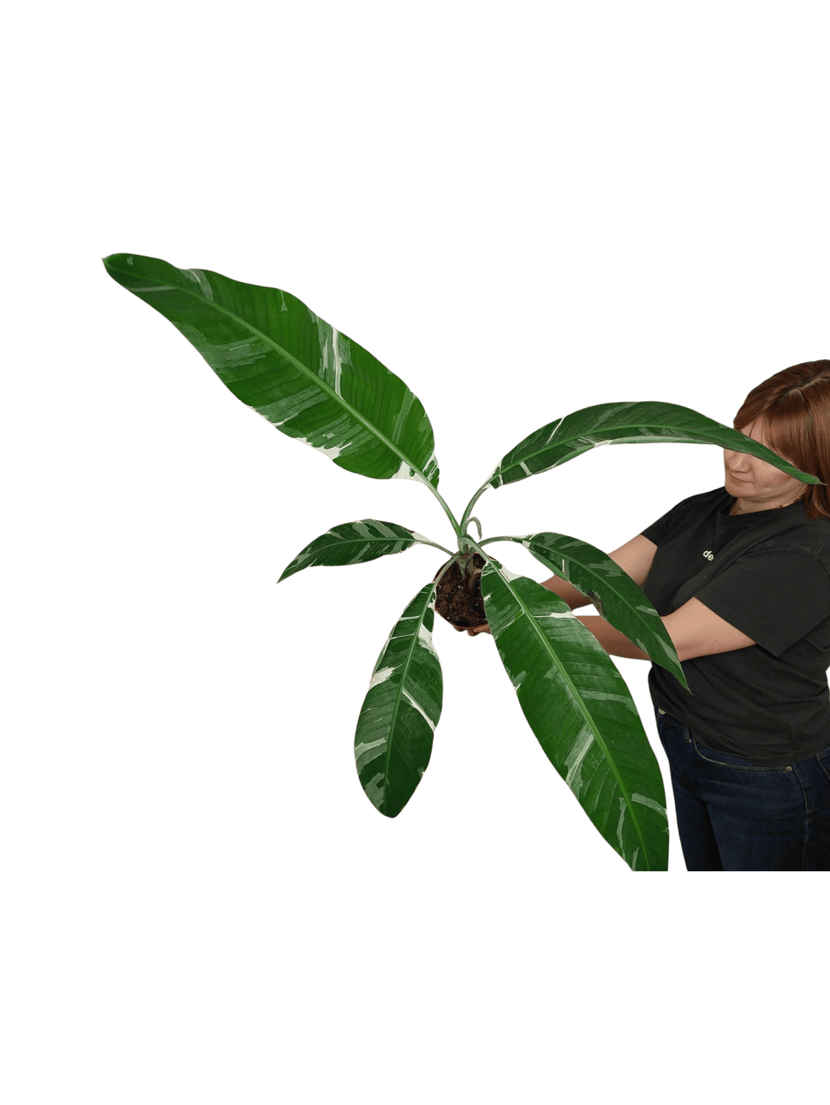 Musa Variegata groß